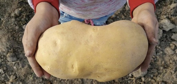 Foto - İnmelere bile neden olabiliyor! Her gün ayıla bayıla yiyoruz ama damarları bitiriyor! 