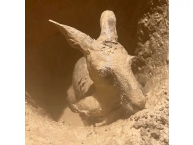 Foto - İnşaat kazısı sırasında toprak aniden hareketlenmeye başladı! Çukurun içinden çıkan canlı herkesi şok etti! Yok artık daha neler