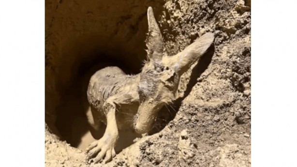 Foto - İnşaat kazısı sırasında toprak aniden hareketlenmeye başladı! Çukurun içinden çıkan canlı herkesi şok etti! Yok artık daha neler