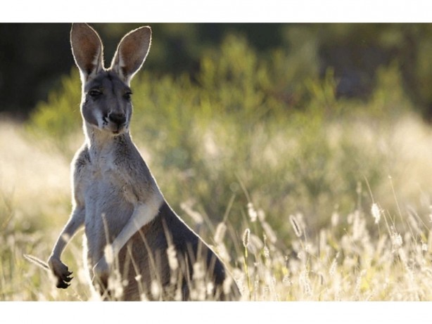 Foto - İnşaat kazısı sırasında toprak aniden hareketlenmeye başladı! Çukurun içinden çıkan canlı herkesi şok etti! Yok artık daha neler