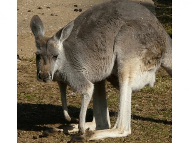 Foto - İnşaat kazısı sırasında toprak aniden hareketlenmeye başladı! Çukurun içinden çıkan canlı herkesi şok etti! Yok artık daha neler