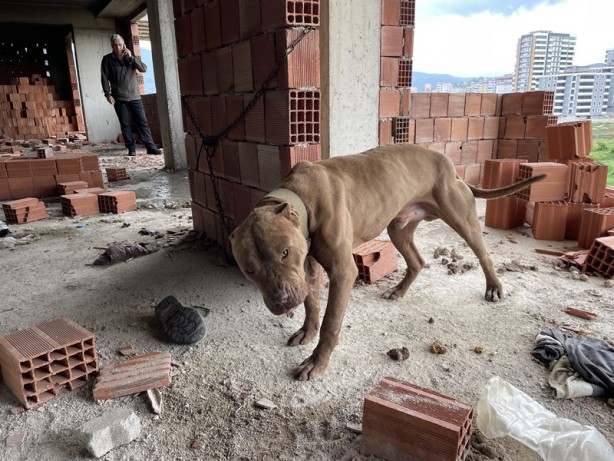 Foto - İnşaata bağlamışlar! Barınağa teslim edildi