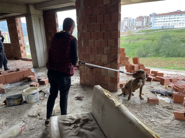 Foto - İnşaata bağlamışlar! Barınağa teslim edildi