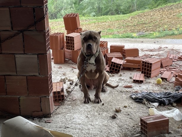 İnşaata bağlamışlar! Barınağa teslim edildi