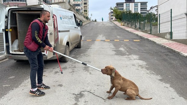 Foto - İnşaata bağlamışlar! Barınağa teslim edildi