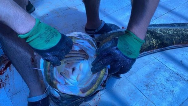Foto - İnsan boyundaki balığın fiyatı tam 21 bin lira!