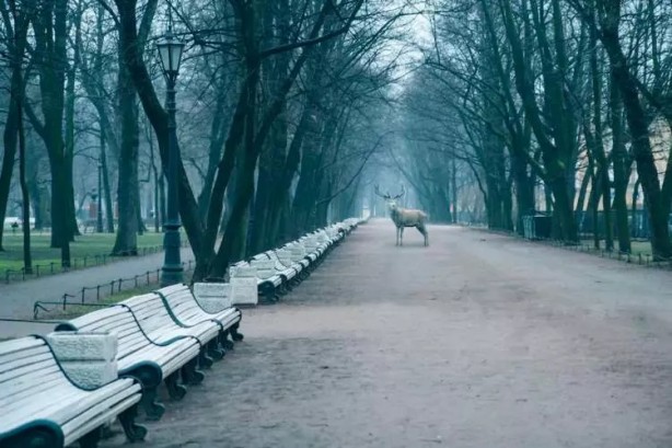 Foto - İnsan nesli yok olsaydı nasıl olurdu! Yapay zekadan hayrete düşüren kareler