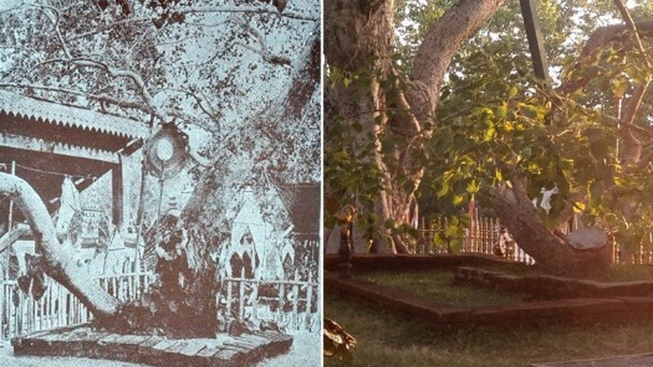 Foto - İnsan ömrü onların yanında bir hiç! İşte dünyaya resmen çivi çakan en yaşlı 10 canlı