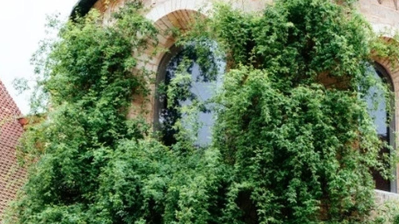 Foto - İnsan ömrü onların yanında bir hiç! İşte dünyaya resmen çivi çakan en yaşlı 10 canlı