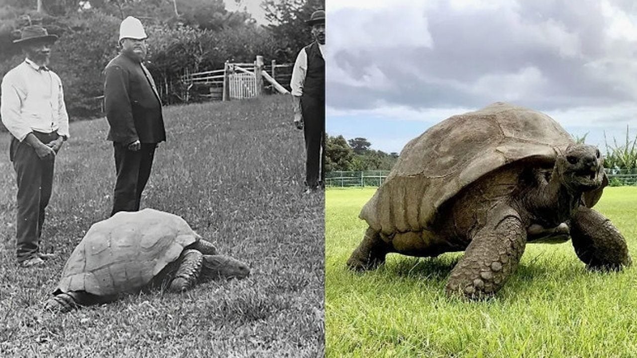 Foto - İnsan ömrü onların yanında bir hiç! İşte dünyaya resmen çivi çakan en yaşlı 10 canlı