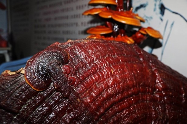 Foto - İnsan ömrünü 120 yıla çıkarıyor