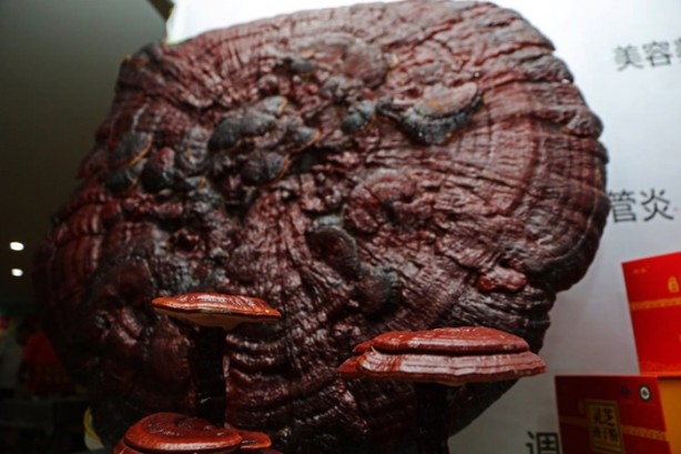 Foto - İnsan ömrünü 120 yıla çıkarıyor