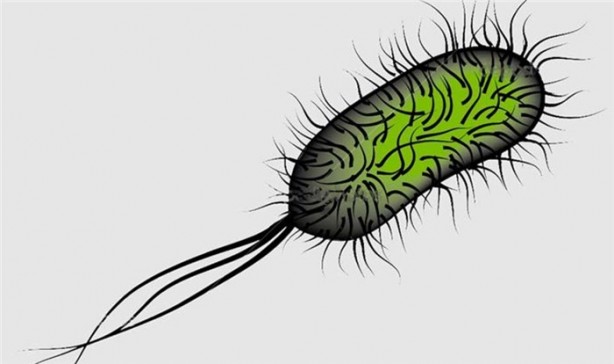 Foto - İnsan vücudu hakkında ilginç bilgiler