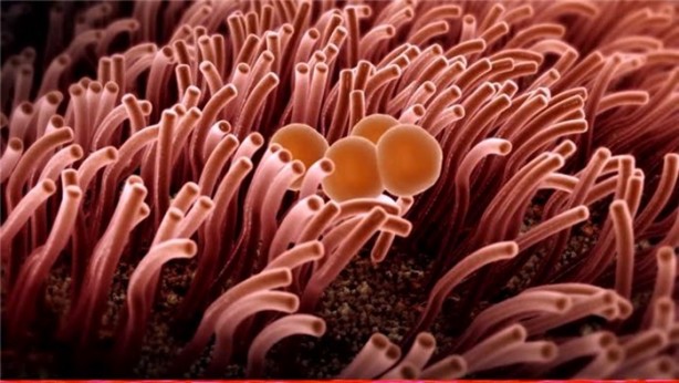 Foto - İnsan vücudu hakkında ilginç bilgiler