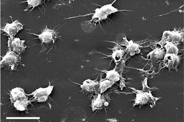 Foto - İnsan vücudunun mikroskobik görüntüleri