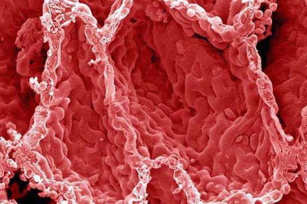 Foto - İnsan vücudunun mikroskobik görüntüleri