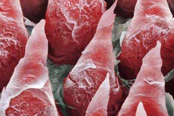 Foto - İnsan vücudunun mikroskobik görüntüleri