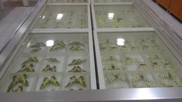 Foto - İnsanlar görmeye bile dayanamıyor ama… Huzurlarınızda böcek müzesi