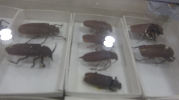 Foto - İnsanlar görmeye bile dayanamıyor ama… Huzurlarınızda böcek müzesi