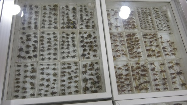 Foto - İnsanlar görmeye bile dayanamıyor ama… Huzurlarınızda böcek müzesi