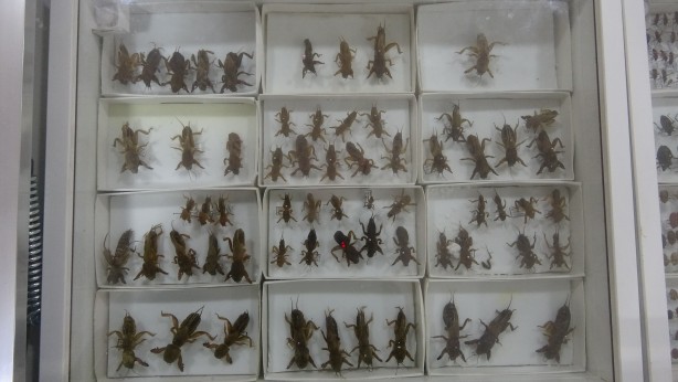 İnsanlar görmeye bile dayanamıyor ama… Huzurlarınızda böcek müzesi