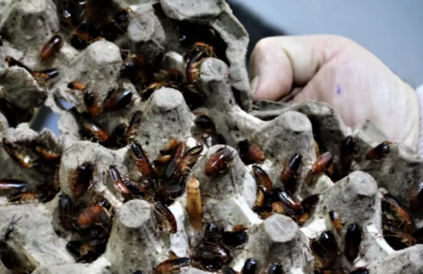 Foto - İnsanlar korkudan yanlarına yaklaşamıyor! O ise tanesini 30 liradan satıp paraya para demiyor