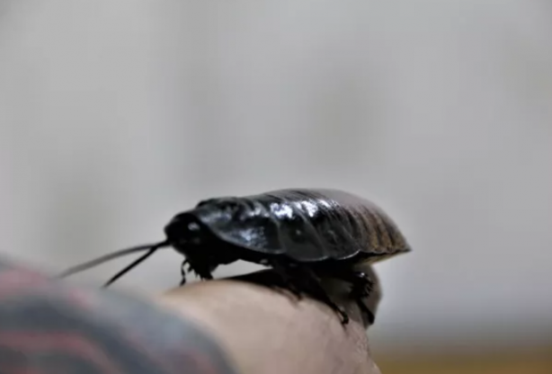 Foto - İnsanlar korkudan yanlarına yaklaşamıyor! O ise tanesini 30 liradan satıp paraya para demiyor