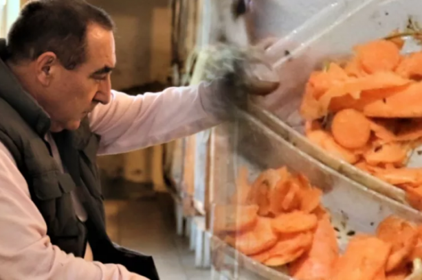 Foto - İnsanlar korkudan yanlarına yaklaşamıyor! O ise tanesini 30 liradan satıp paraya para demiyor