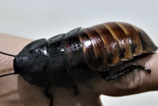 Foto - İnsanlar korkudan yanlarına yaklaşamıyor! O ise tanesini 30 liradan satıp paraya para demiyor