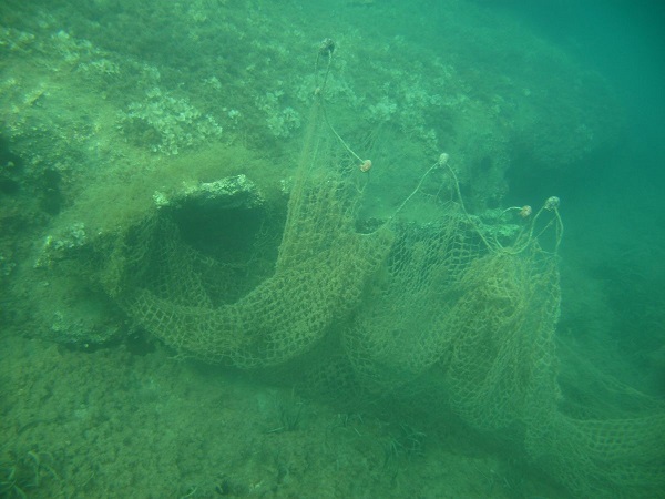 Foto - İnsanlar onlara böyle zarar veriyor