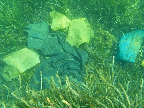 Foto - İnsanlar onlara böyle zarar veriyor