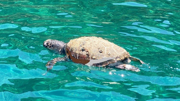 Foto - İnsanlar onlara böyle zarar veriyor