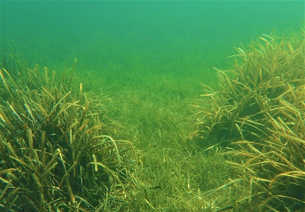 İnsanlar onlara böyle zarar veriyor