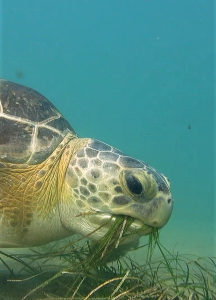 Foto - İnsanlar onlara böyle zarar veriyor