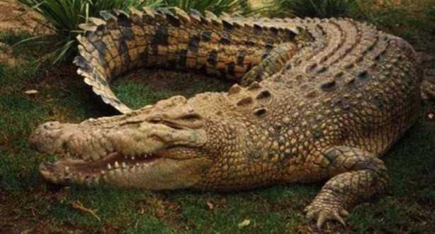 Foto - İnsanları en çok onlar öldürüyor