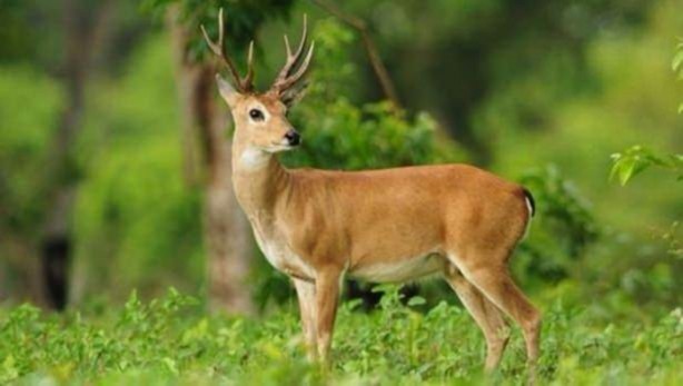 Foto - İnsanları en çok onlar öldürüyor