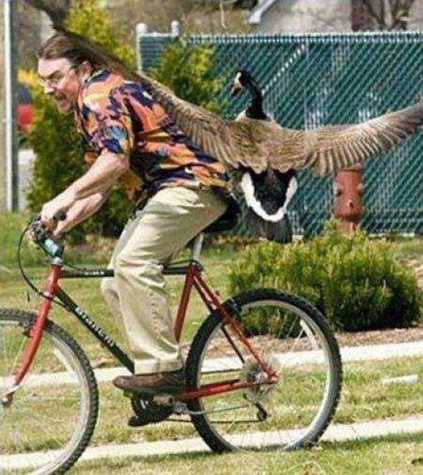 Foto - İnsanları en çok onlar öldürüyor