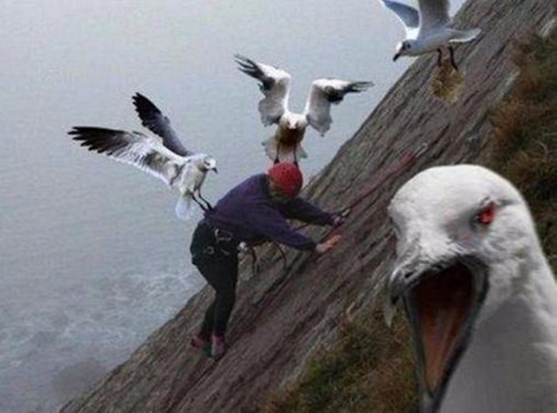 Foto - İnsanları en çok onlar öldürüyor