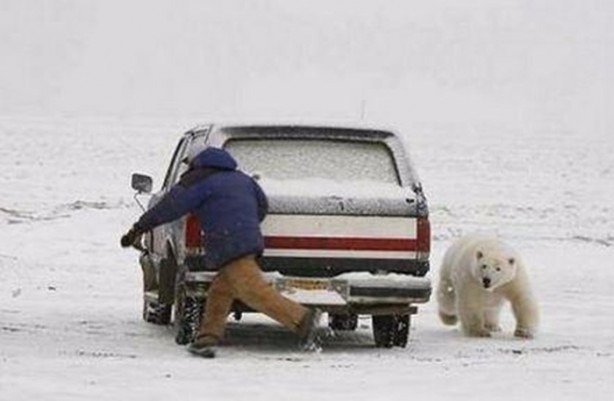 Foto - İnsanları en çok onlar öldürüyor