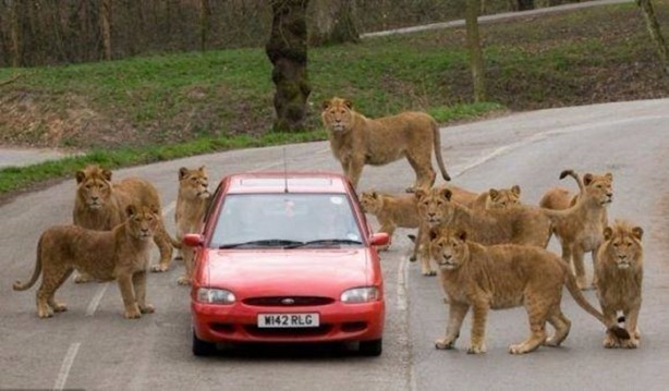 Foto - İnsanları en çok onlar öldürüyor