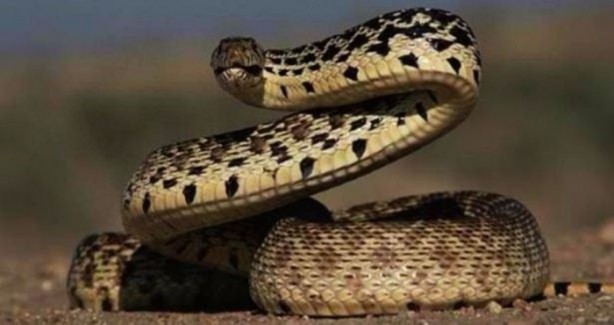 Foto - İnsanları en çok onlar öldürüyor