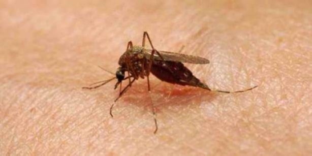 Foto - İnsanları en çok onlar öldürüyor