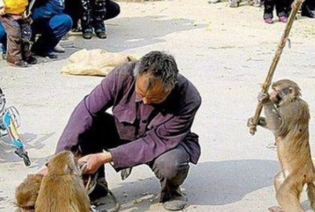 Foto - İnsanları en çok onlar öldürüyor