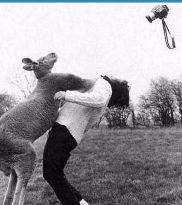 Foto - İnsanları en çok onlar öldürüyor