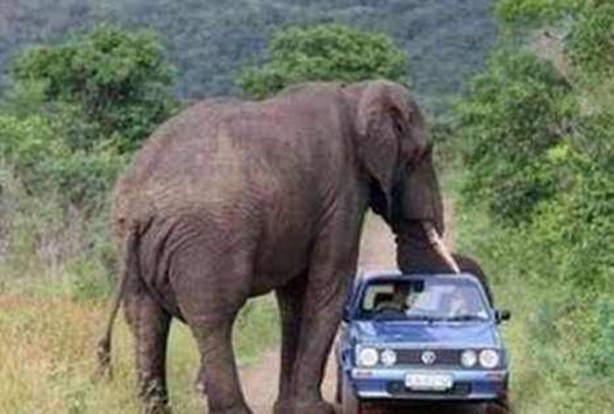 Foto - İnsanları en çok onlar öldürüyor