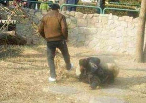 Foto - İnsanları en çok onlar öldürüyor