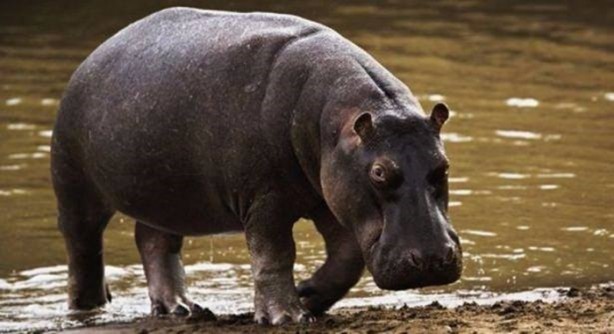 Foto - İnsanları en çok onlar öldürüyor