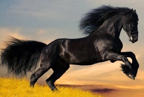 Foto - İnsanları en çok onlar öldürüyor