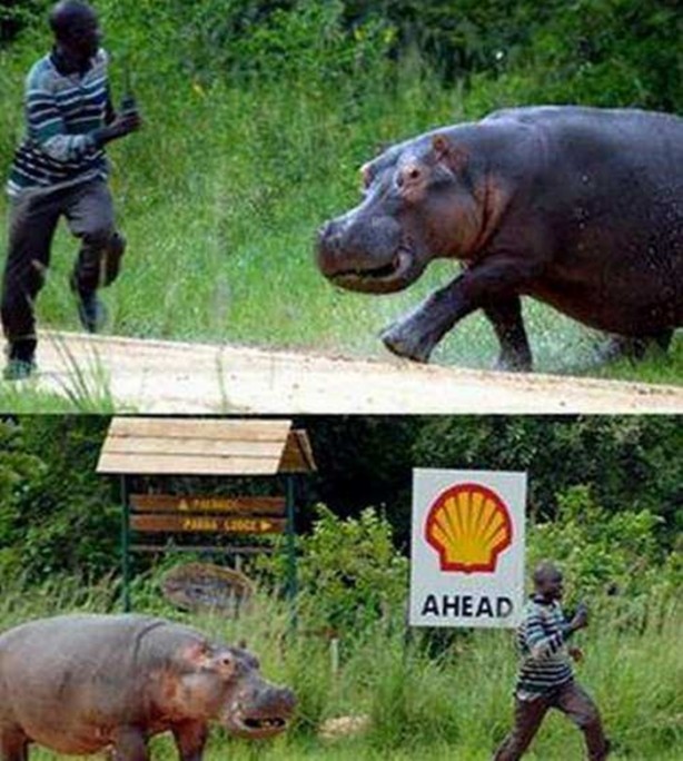 Foto - İnsanları en çok onlar öldürüyor