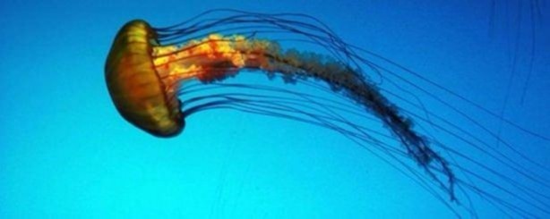 Foto - İnsanları en çok onlar öldürüyor